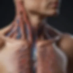 Anatomical diagram illustrating Fontan circulation