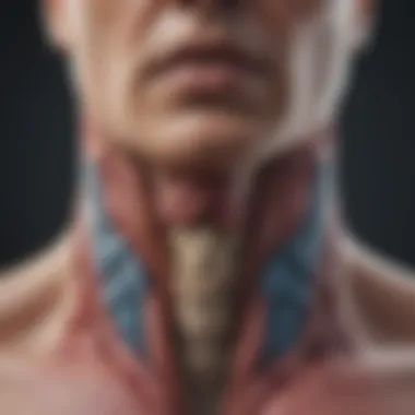 Anatomy of the Thyroid Gland Illustration of thyroid gland anatomy