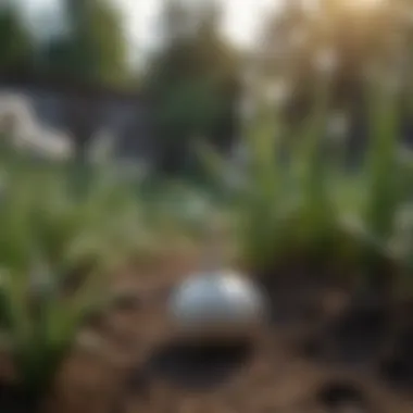 A natural setting with garlic plants growing in the garden