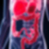 Anatomical diagram illustrating the gastrocolic reflex pathway