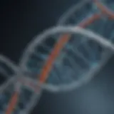 Detailed representation of a DNA double helix showcasing its structure