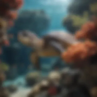 The Beauty of Hawksbill Turtles in Their Natural Habitat Hawksbill turtle swimming in coral reef