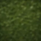 Vibrant green tea leaves flourishing in nature