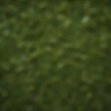 Vibrant green tea leaves flourishing in nature
