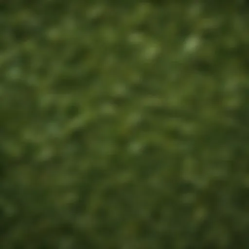 Vibrant green tea leaves flourishing in nature