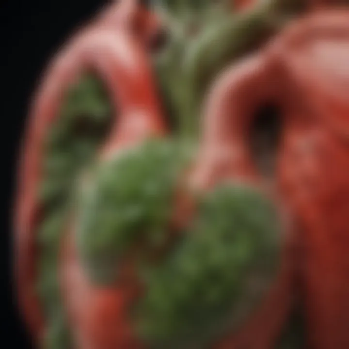 Diagram showing the physiological effects of herbs on the heart