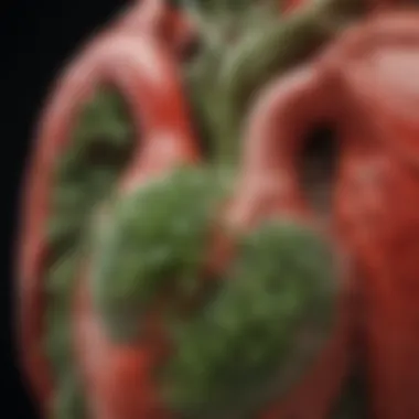 Physiological Impact of Herbs on Heart Health Diagram showing the physiological effects of herbs on the heart