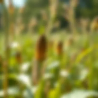 Close-up view of an invasive plant species in its habitat