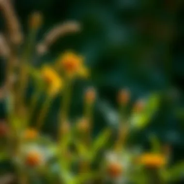 Ecological consequences of invasive species on native flora