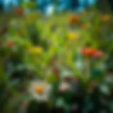 Impact on Minnesota's Natural Landscapes Diverse landscapes affected by invasive plants in Minnesota