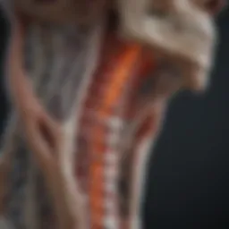 Illustration of BMP signaling pathways in bone regeneration