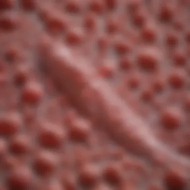 Hematopoietic Development in Mouse Models Visual representation of hematopoiesis in mouse bone marrow