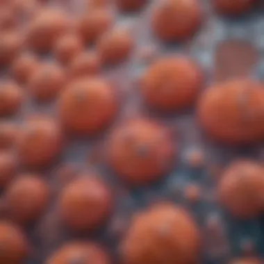 Langerhans Cells in Epidermis Microscopic view of Langerhans cells in the epidermis