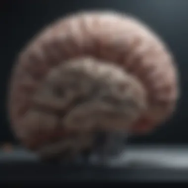 A historical timeline showcasing significant milestones in brain research.