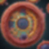 Illustration of a cell structure highlighting organelles