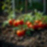 Healthy tomato plants in rich soil