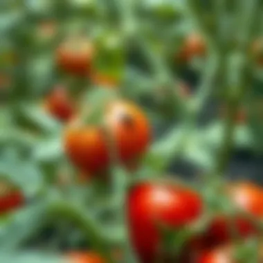 Innovative Pest Management Strategies for Tomato Crops Advanced pest management techniques in action