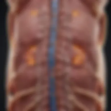 Pathways of Melanoma Metastasis to the Spine Diagram illustrating the pathways of melanoma metastasis to the spine