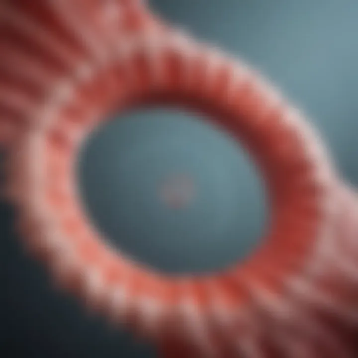 Visual representation of the menstrual cycle phases highlighting the luteal phase