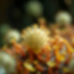 Microbial Nitrogen Fixation: Mechanisms, Applications, and Future Perspectives Introduction