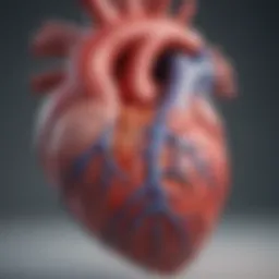 Illustration of the heart anatomy focusing on left ventricular structure