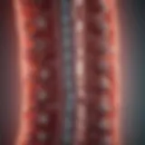 Illustration of the spinal cord with myeloma impact highlighted