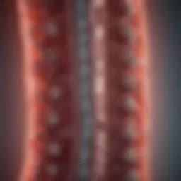 Illustration of the spinal cord with myeloma impact highlighted