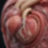 An illustration depicting the anatomy of the heart highlighting myocarditis