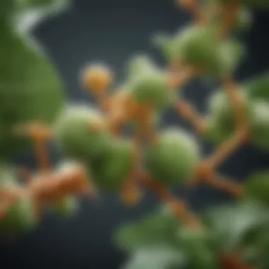 Molecular Structure of Plant Sterols Illustration of plant sterols molecular structure