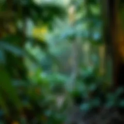 Restoration Initiatives: The Case for Rainforest Rehabilitation Introduction