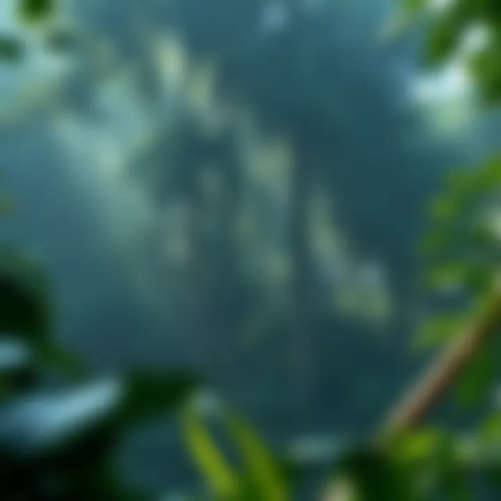 Notable Restoration Initiatives: The Case for Rainforest Rehabilitation