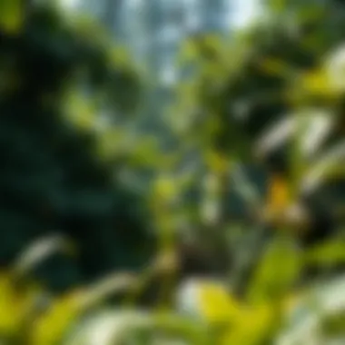 Restoration Initiatives: The Case for Rainforest Rehabilitation Summary Restoration Initiatives: The Case for Rainforest Rehabilitation Summary