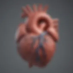 Illustration of heart muscle structure