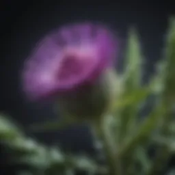 Milk thistle plant with silymarin compounds
