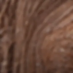Microscopic view of healthy hair follicles