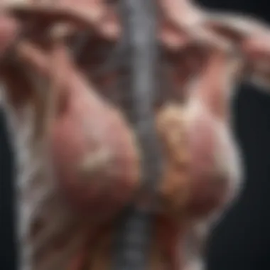 Anatomy of the Thoracic Spine Anatomical illustration of the thoracic spine.