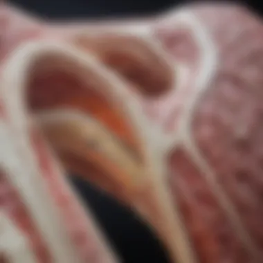 Illustration of bone tissue affected by lung cancer