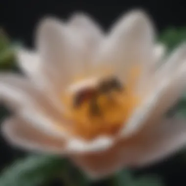 Close-up of a flower showcasing its intricate features that attract pollinators