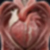 Illustration depicting the heart with an atrial septal defect
