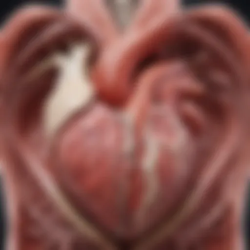 Illustration depicting the heart with an atrial septal defect