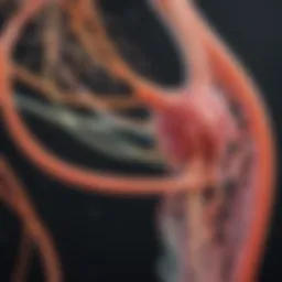 Detailed illustration of nephron structure