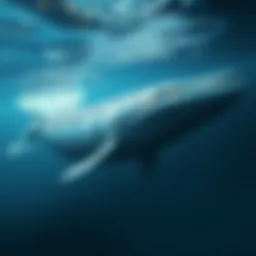 The Life of a Blue Whale Introduction