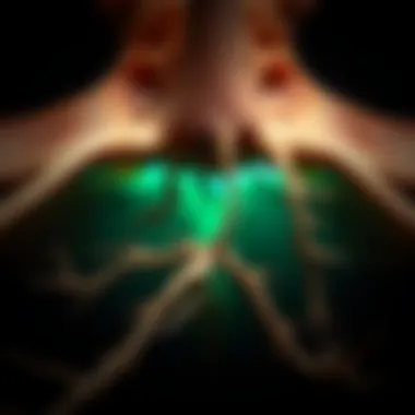 Notable The Mechanisms and Implications of Dorsal Root Rhizotomy Notable The Mechanisms and Implications of Dorsal Root Rhizotomy