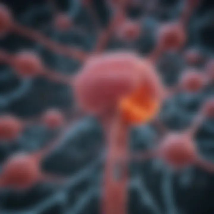 Diagram showing molecular pathways involved in liver regeneration.