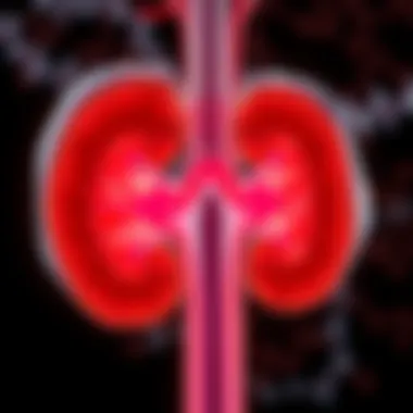 The Essential Role of Nephrons in Kidney Function Diagram depicting nephron structure and function