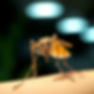 Notable The Role of Blue Light in Mosquito Behavior and Control Notable The Role of Blue Light in Mosquito Behavior and Control