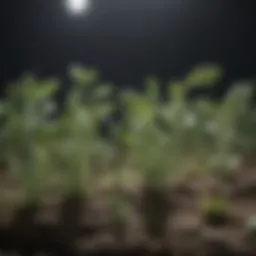 Melatonin synthesis in plant cells