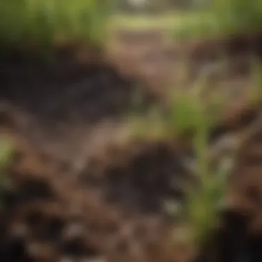 Nitrogen-Rich Soil Soil sample highlighting nitrogen-rich components