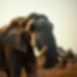 The Role of Tusks in Elephant Survival: Can They Live Without Them? Introduction