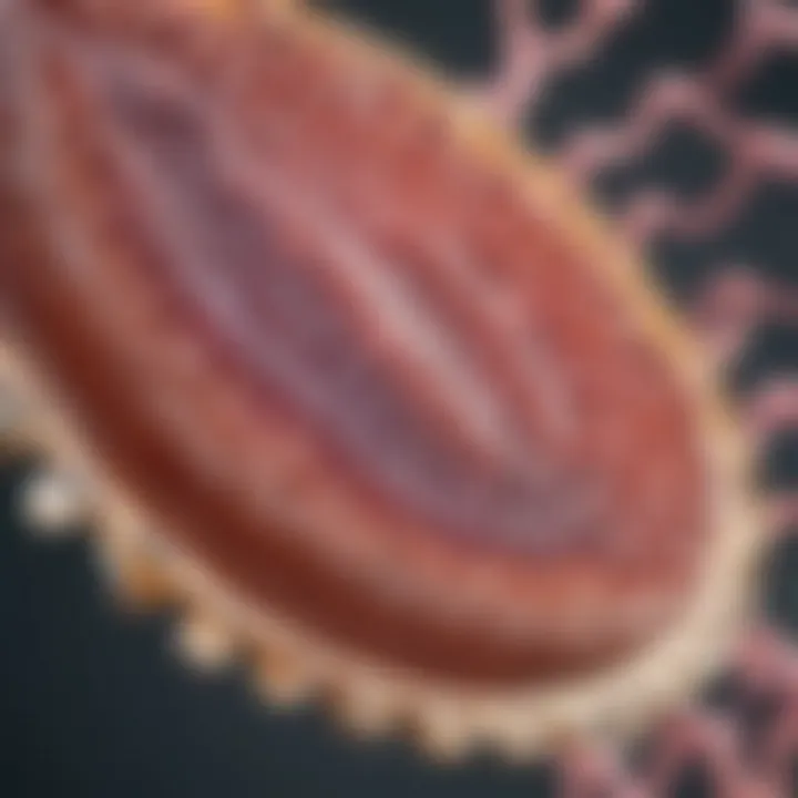 Illustration of translation process in protein synthesis